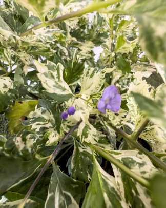Variegated Duranta