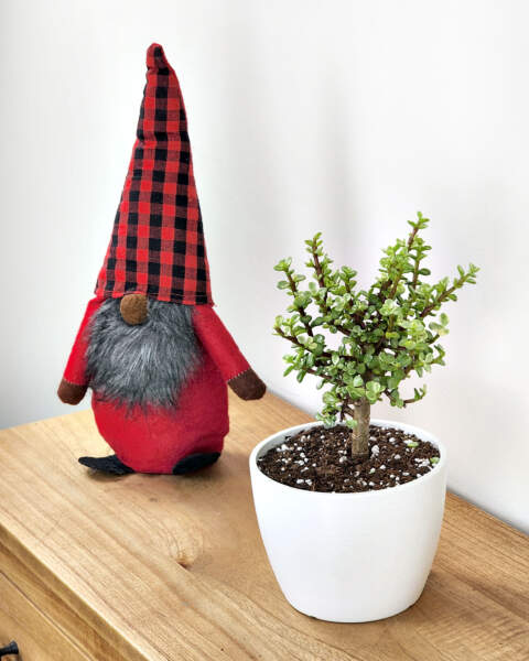 Potted