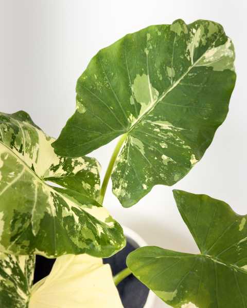 Foliage