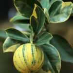 Variegated Eureka Lemon