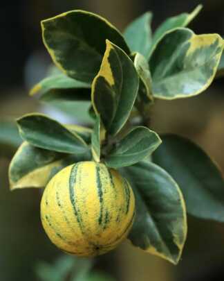 Variegated Eureka Lemon