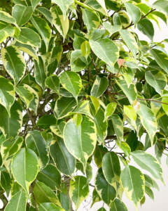 Foliage variegated ficus benjamina braid