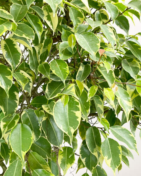 Foliage Foliage