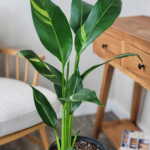 Variegated Heliconia Golden Torch