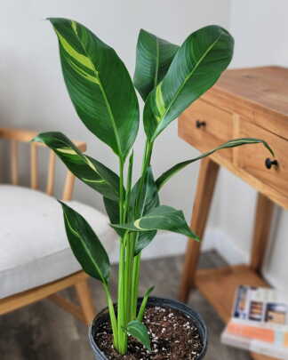 Variegated Heliconia Golden Torch