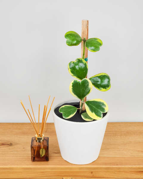 Medium, Totem Medium, Totem