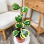 Variegated Hoya Kerri