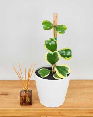 Variegated Hoya Kerri