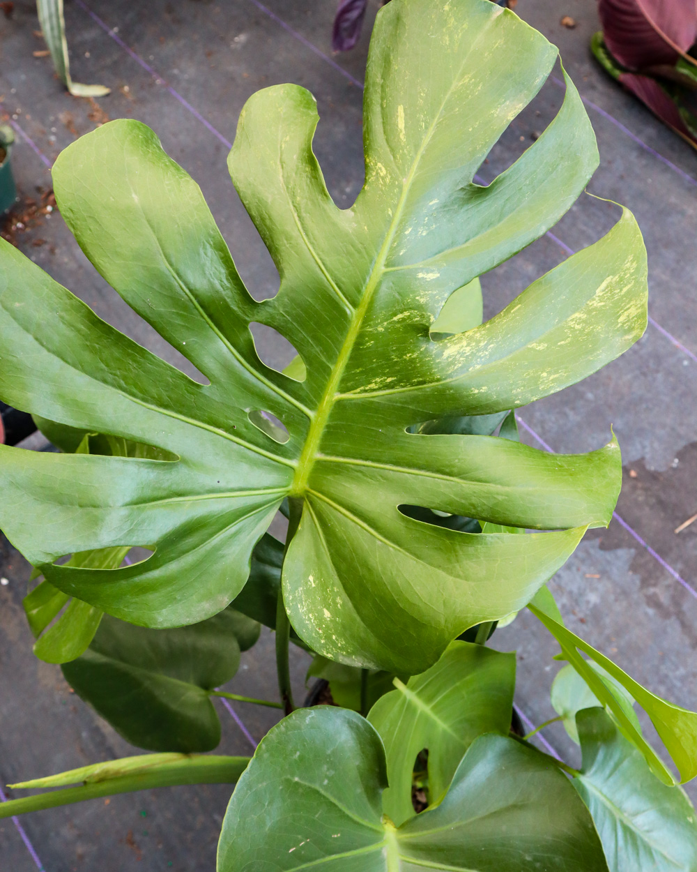 Variegated Monstera Deliciosa | PlantVine