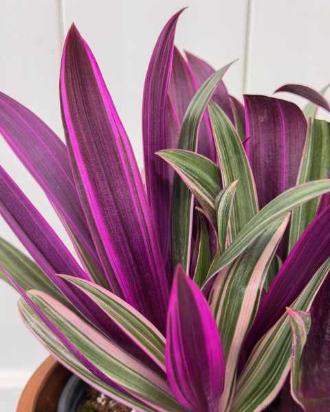 Leaves