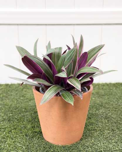 鉢・プランター Wild Heaven Pink Gracilius oko Variegated Dwarf Oyster Plant | PlantVine