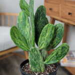 Variegated Prickly Pear Cactus