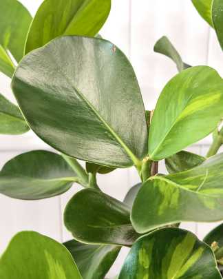 Variegated Rosea Bush