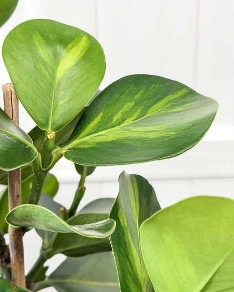 Foliage