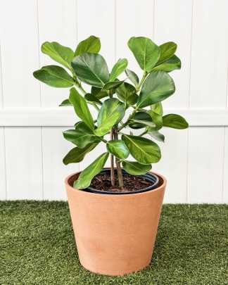 Large, Bush