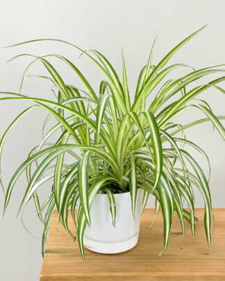 variegated spider plant