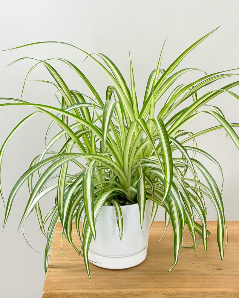 Spider Plant (Reverse Variegated)