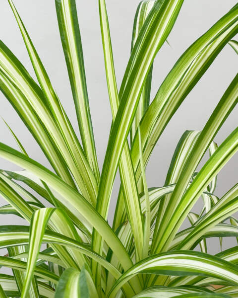 Foliage Foliage