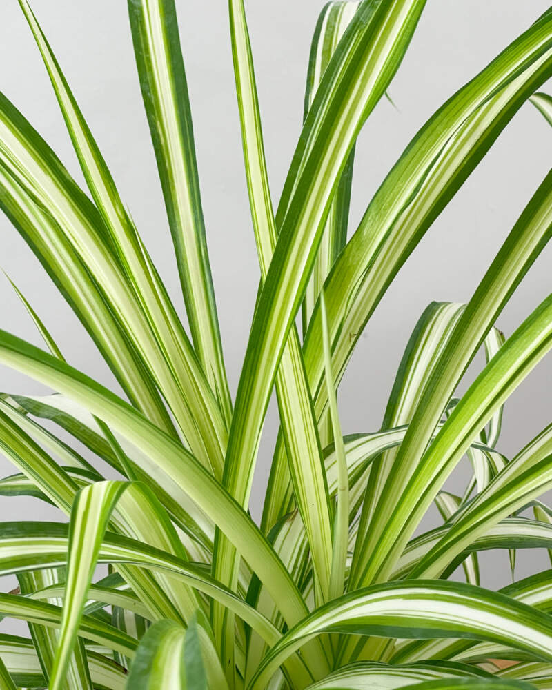 Spider Plants for Sale