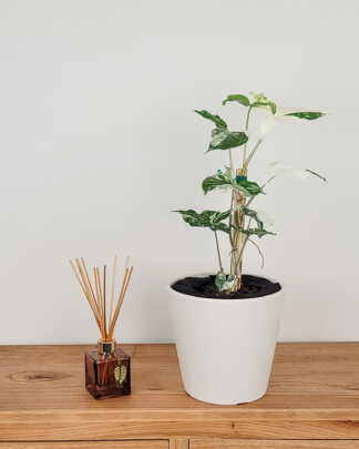 Variegated Syngonium