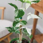 Variegated Syngonium