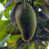 Velencia Pride Mango