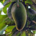 Velencia Pride Mango