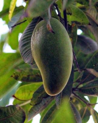 Velencia Pride Mango
