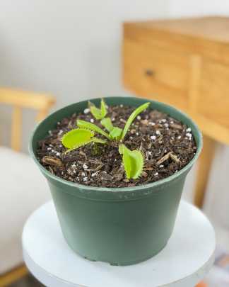 Venus Fly Trap 'Mammoth"