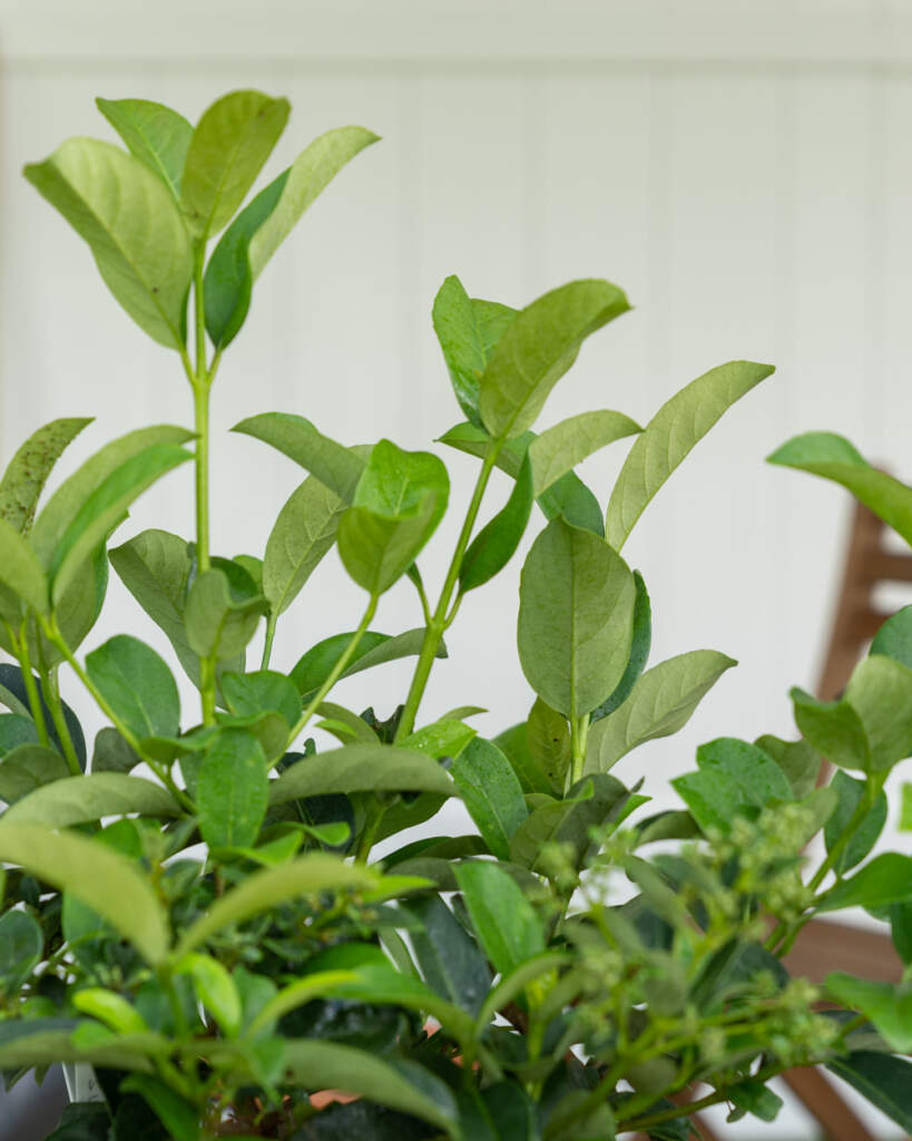 Viburnum suspensum, Sandankwa Viburnum PlantVine