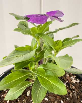 Vinca Purple