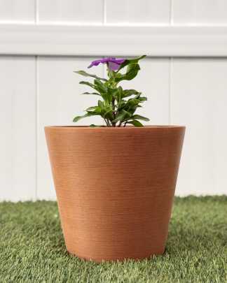 Vinca Purple - Medium