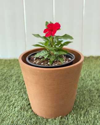 Vinca Red - Medium