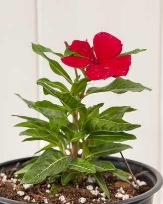 Vinca Red