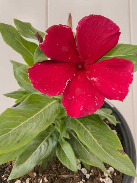Flower Flower