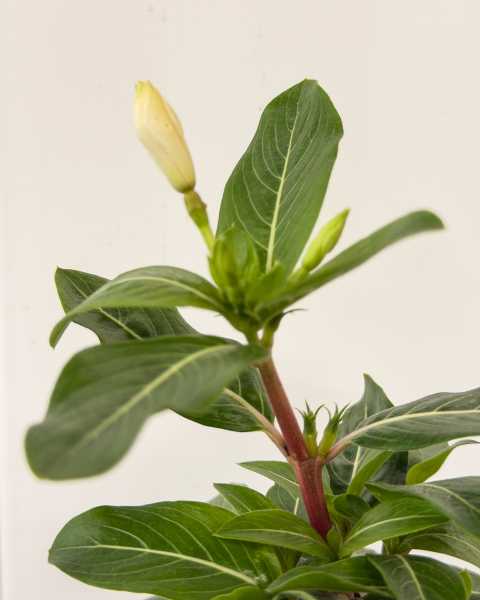 Foliage Foliage