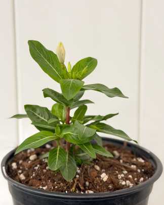 Vinca White