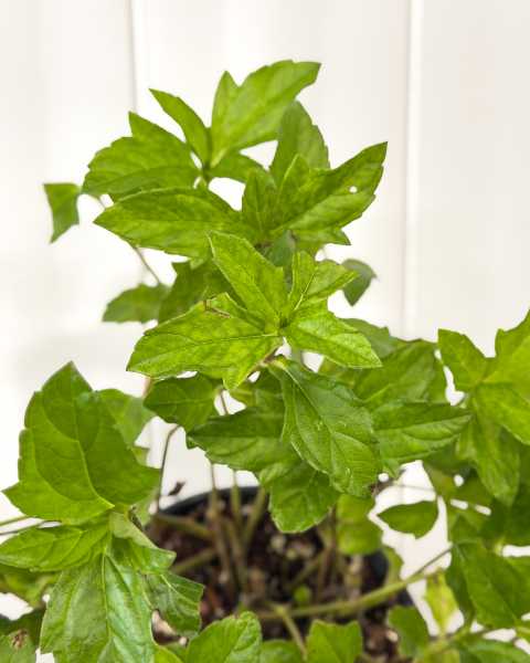 Foliage
