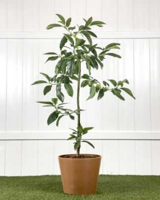 Waldin Avocado