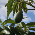 Waldin Avocado