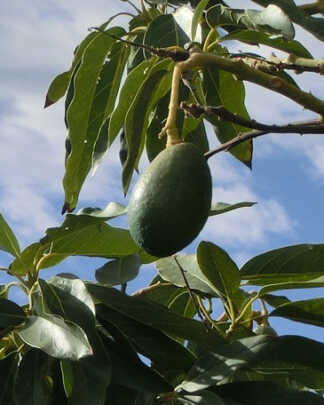 Waldin Avocado