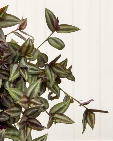 Foliage Foliage