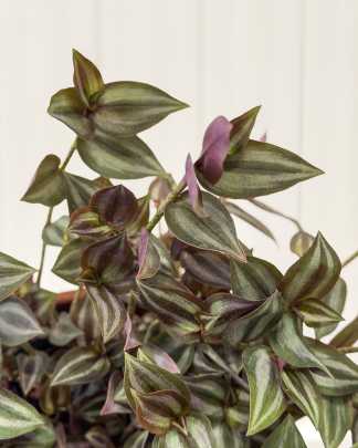 Wandering Jew