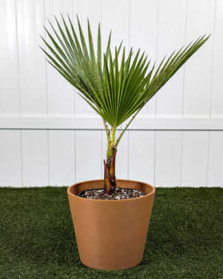 Washingtonia Palm