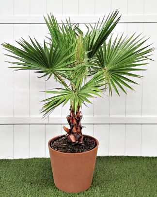 Washington Palm - Extra Large