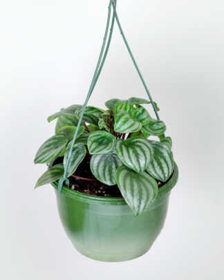 Watermelon Peperomania