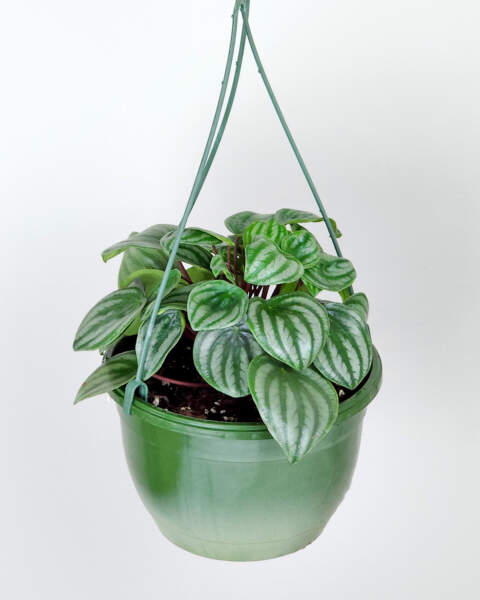 Large, Hanging Basket Large, Hanging Basket