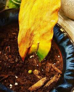Dying Leaf