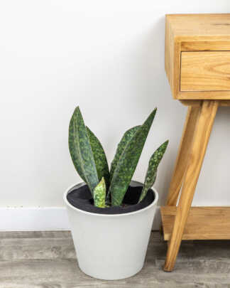 Whale Fin Sansevieria