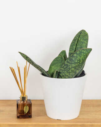 Whale Fin Sansevieria